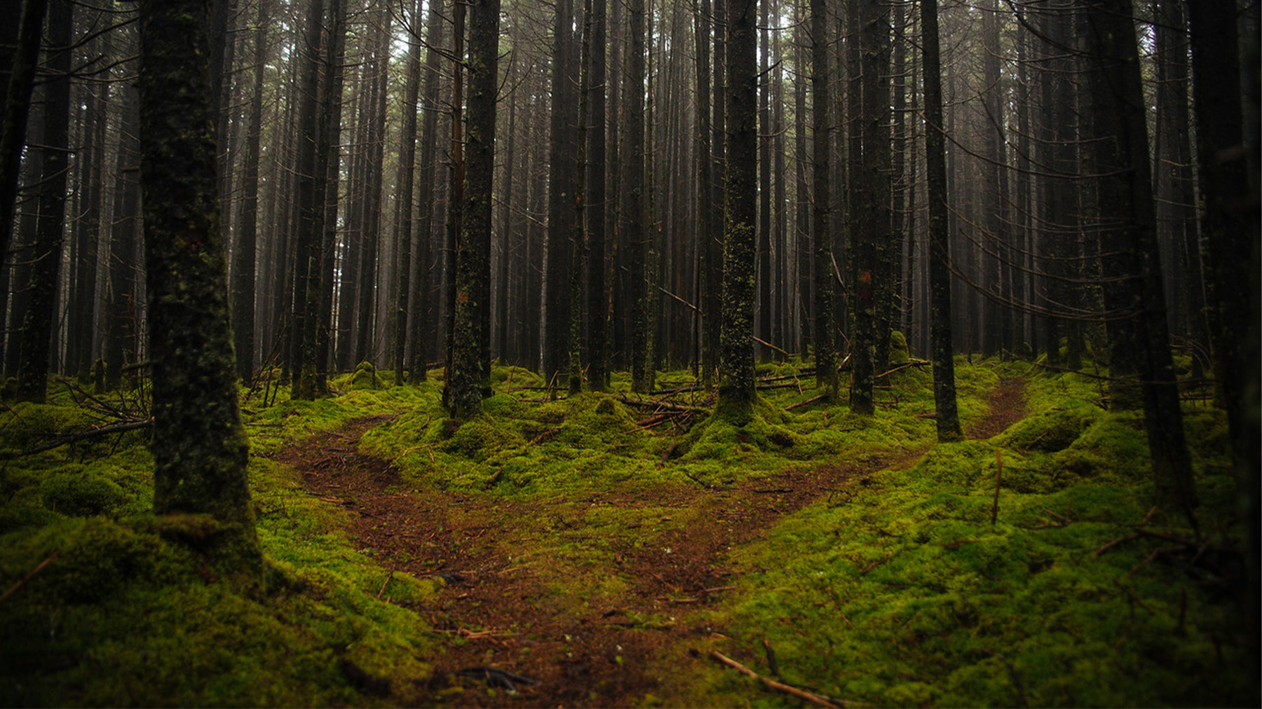 ski resort mountain biking