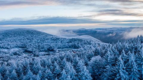 Frosty trees